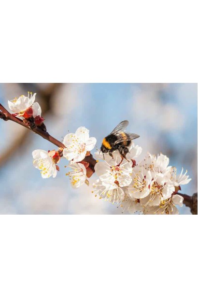 Абрикос Том Кот цвітіння